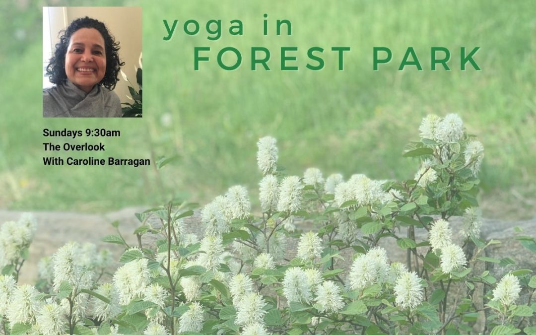Yoga In Forest Park